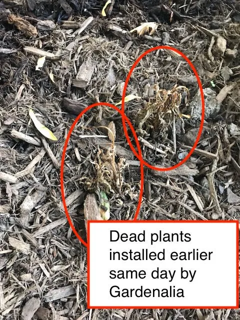 Custom residential landscaping for beautiful yards across Pittsburgh, PA - Gardenalia