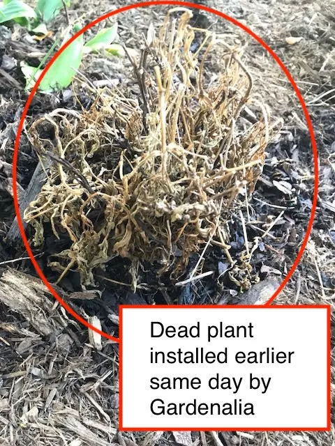 Local lawn mowing service with custom design across Pittsburgh, PA - Gardenalia