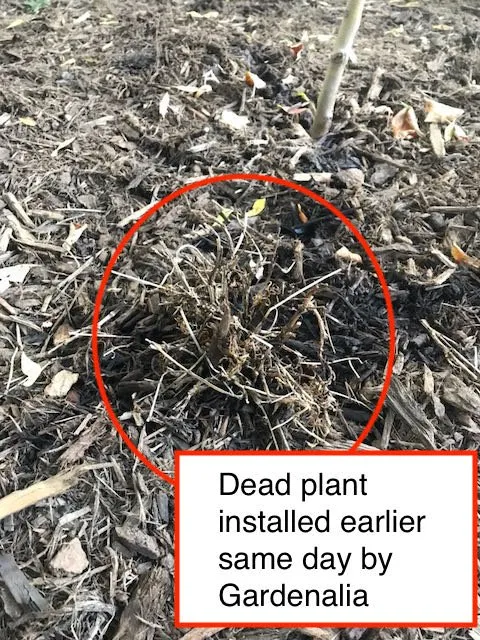 Local yard cleanup service near you across Pittsburgh, PA - Gardenalia