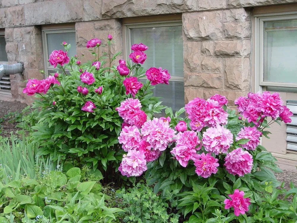 Custom garden landscaping in Manitou Springs, CO by GardenArtscapes