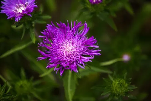 Reliable lawn care service in Water Mill, NY by Gardeneering