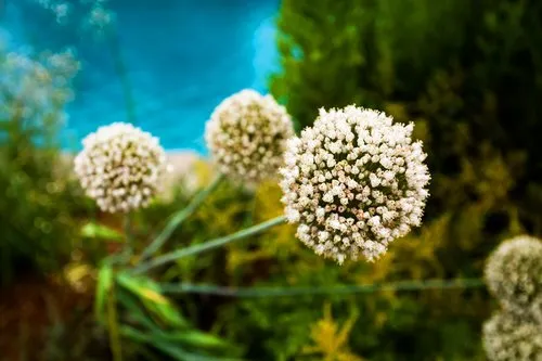 Local garden landscaping for outdoor upgrades across Water Mill, NY - Gardeneering