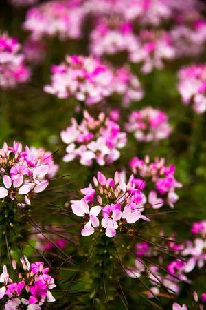 Professional lawn mowing service near you in Water Mill, NY by Gardeneering