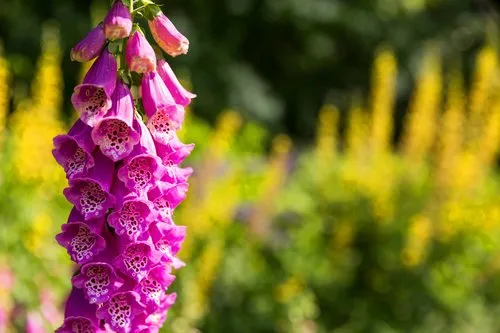 Expert lawn mowing service in Water Mill, NY by Gardeneering