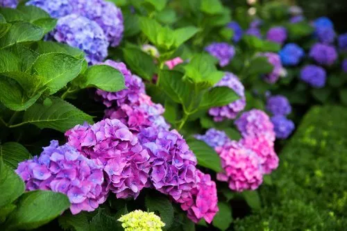 Local yard cleanup service experts serving Water Mill, NY - Gardeneering