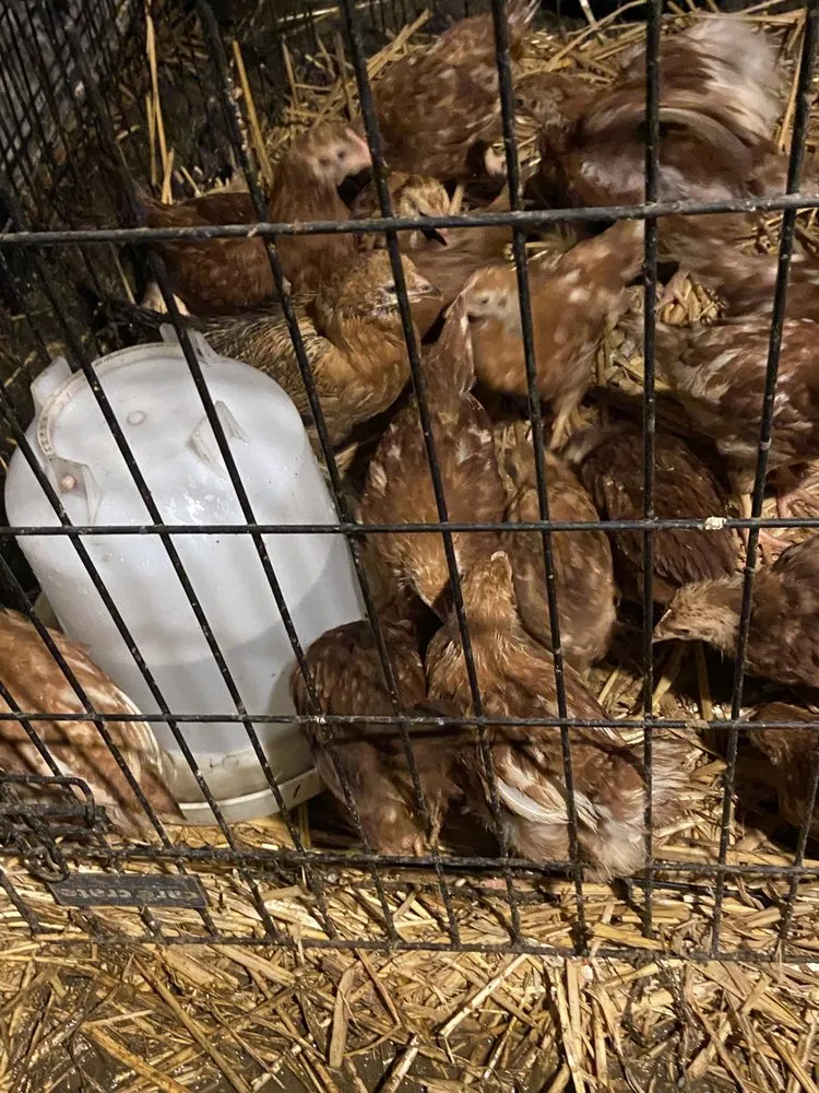 Professional yard maintenance in Everett, WA - Gardener Of Eden Landscaping