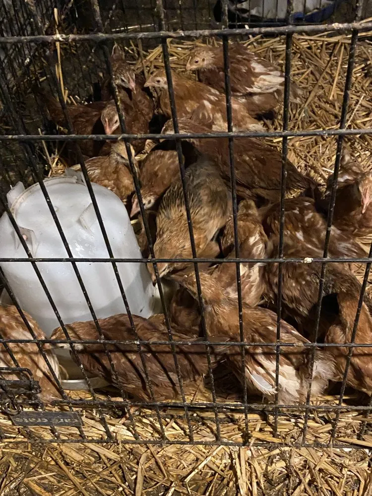 Custom outdoor landscaping for outdoor upgrades across Everett, WA - Gardener Of Eden Landscaping