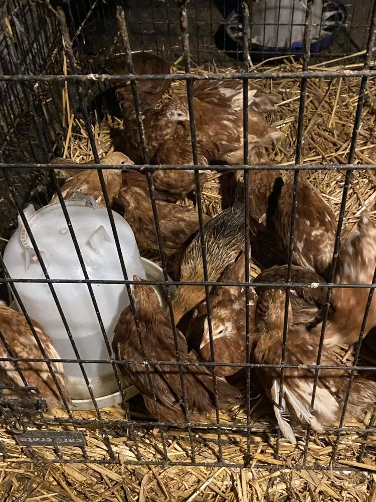 Custom landscaping services for residential properties in Everett, WA by Gardener Of Eden Landscaping