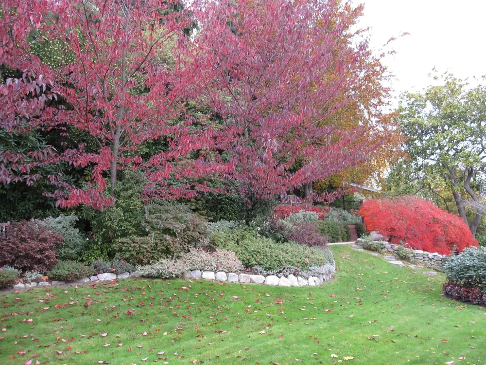 Local landscape installation in Seattle, WA - Gardener's Choice Landscaping