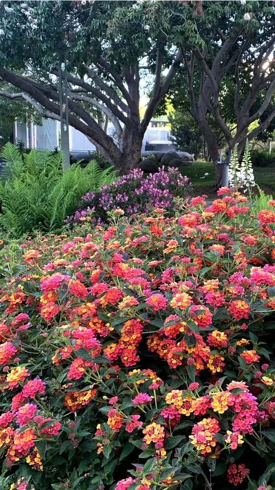 Expert landscaping services for residential properties across Richmond, CA - Gardeners Guild