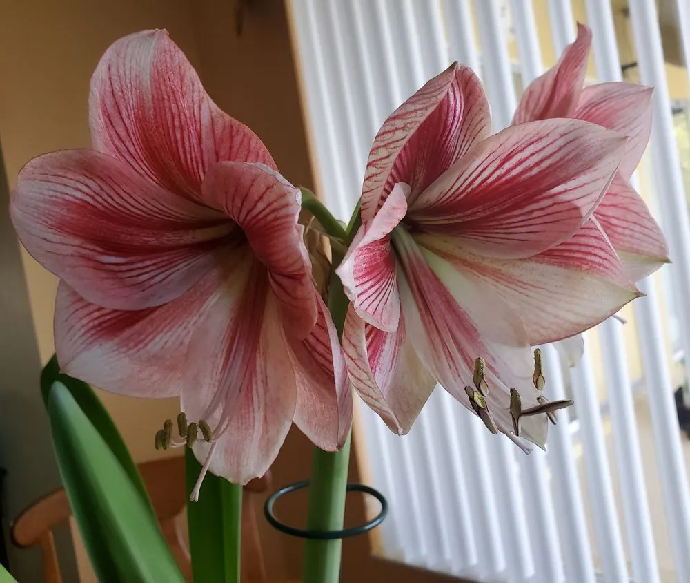 Trusted residential landscaping in Burlington, VT by Gardener's Supply Company