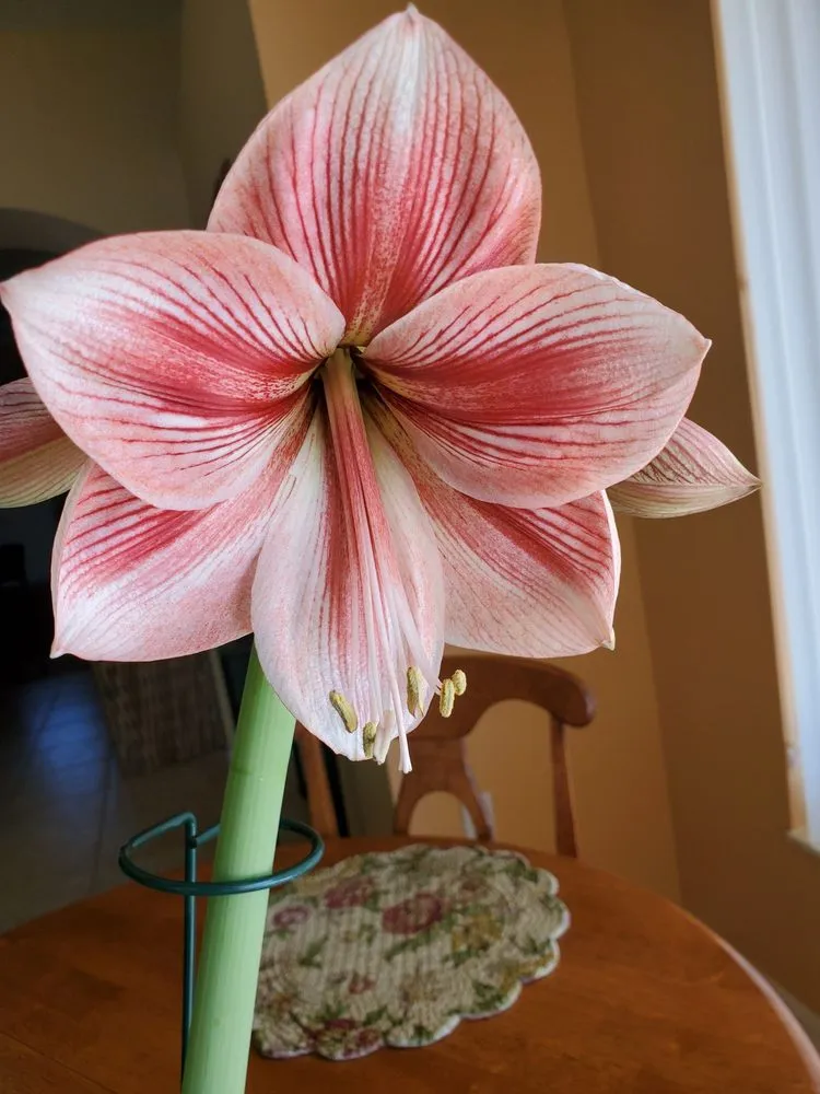 Local landscaping services in Burlington, VT by Gardener's Supply Company