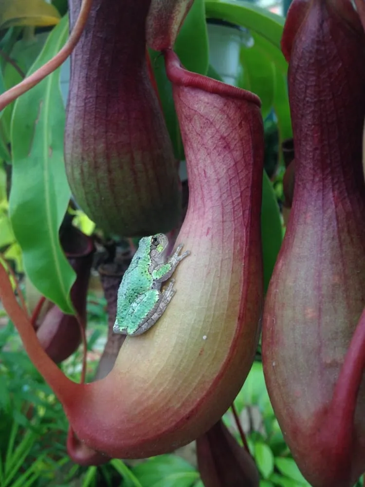 Professional landscape design in Burlington, VT by Gardener's Supply Company