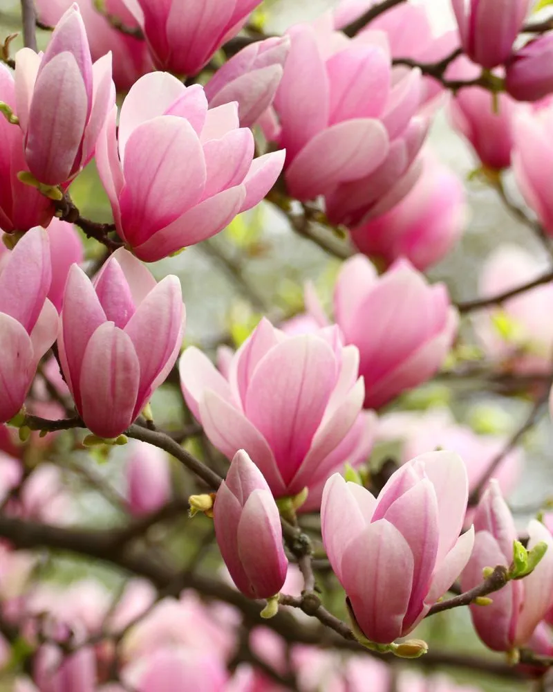 Expert lawn mowing service for outdoor upgrades in Orchard Park, NY by Gardenette Design