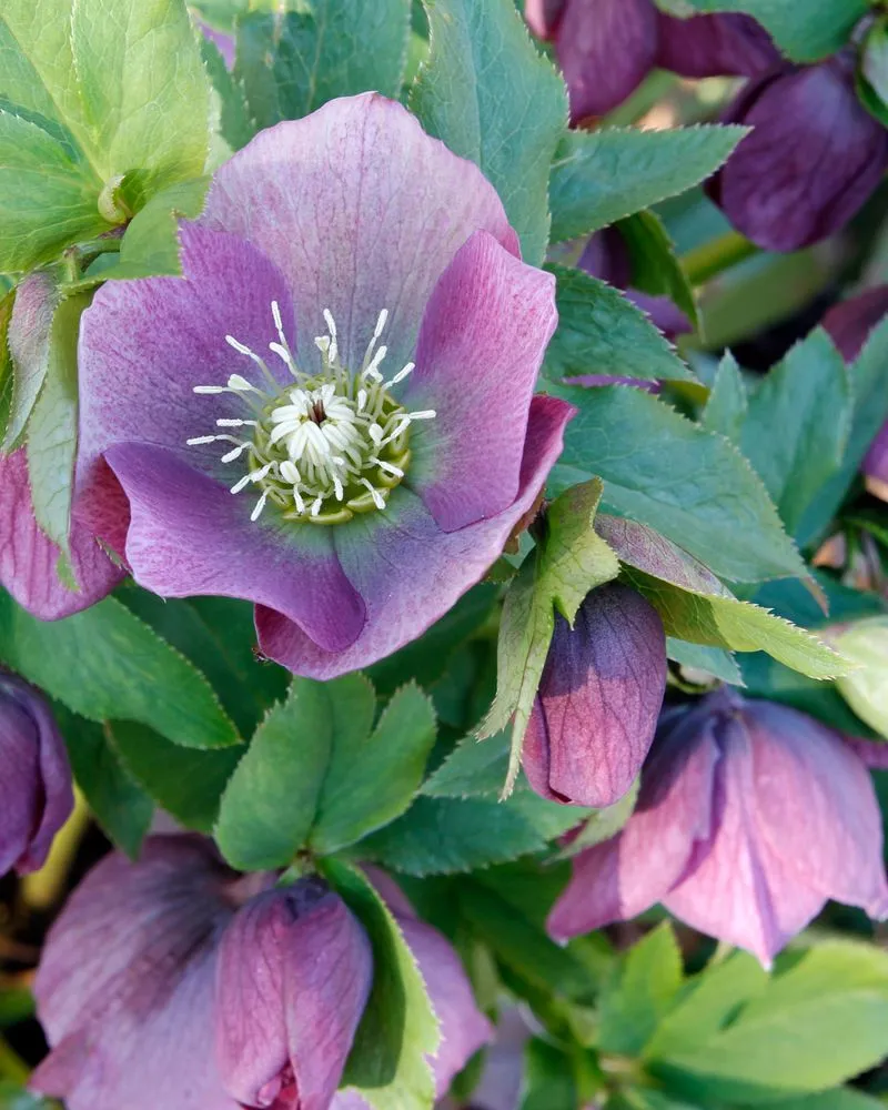 Professional lawn care service for outdoor upgrades across Orchard Park, NY - Gardenette Design