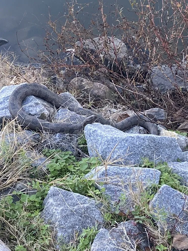 Affordable lawn care service experts serving Norfolk, VA - Gardenia landscaping