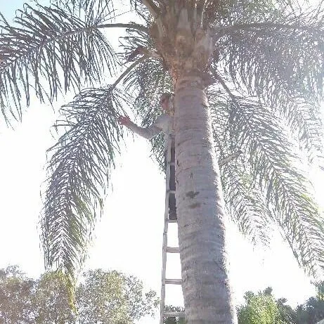 Top-rated yard cleanup service for outdoor upgrades in Vero Beach, FL by Gardenia Lawn Service