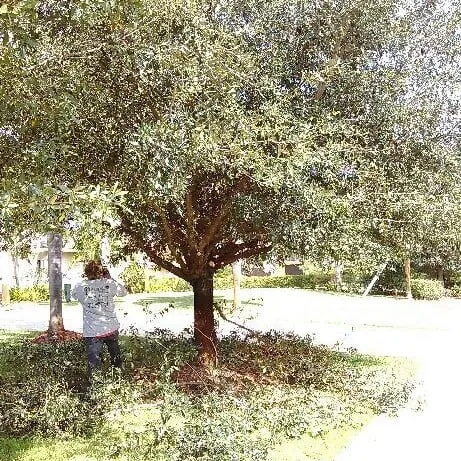 Expert garden landscaping for year-round maintenance across Vero Beach, FL - Gardenia Lawn Service