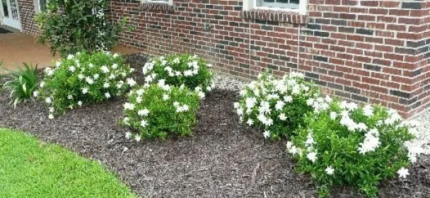 Affordable landscaping services in Vero Beach, FL - Gardenia Lawn Service