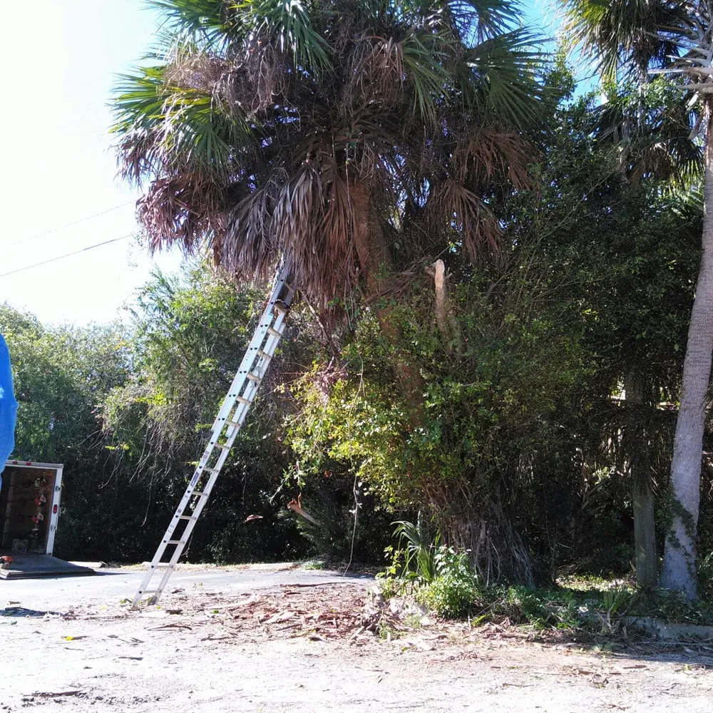 Affordable yard cleanup service for year-round maintenance in Vero Beach, FL by Gardenia Lawn Service