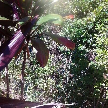 Local landscape design experts serving Vero Beach, FL - Gardenia Lawn Service