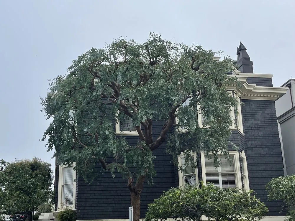 Trusted lawn mowing service for residential properties across Oakland, CA - Gardenias Landscape