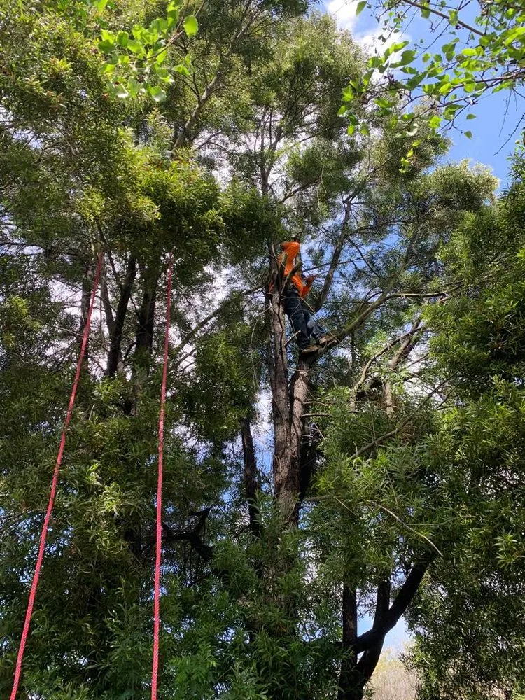 Custom lawn mowing service near you in San Francisco, CA by Gardenias Landscape