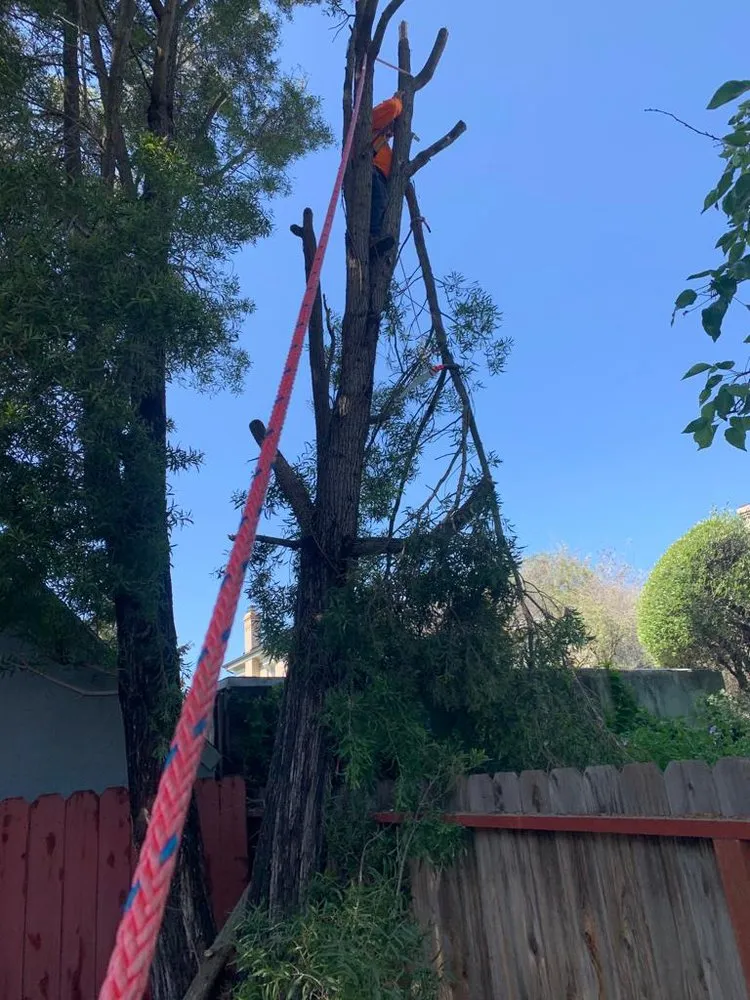 Professional garden landscaping in San Francisco, CA by Gardenias Landscape