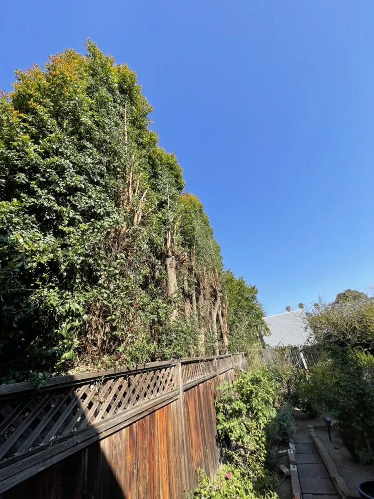 Professional garden landscaping in San Francisco, CA by Gardenias Landscape