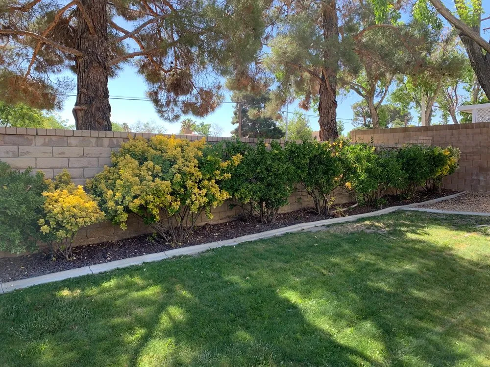 Professional yard cleanup service in Lancaster, CA - Gardening & Maintenance