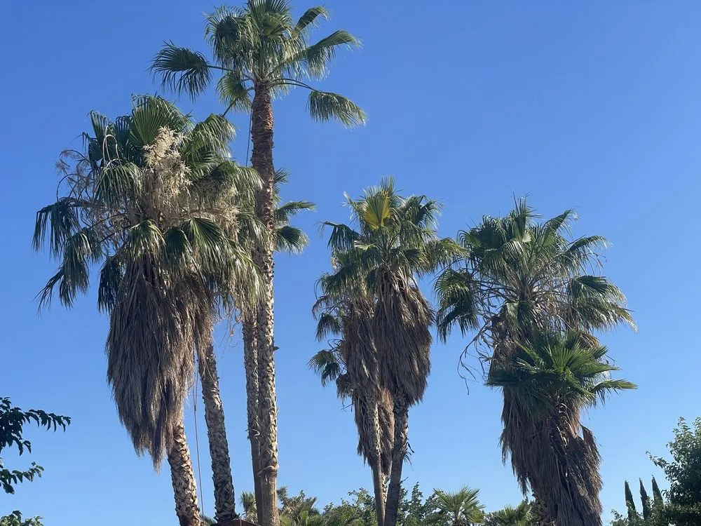 Affordable outdoor landscaping in Lancaster, CA - Gardening & Maintenance