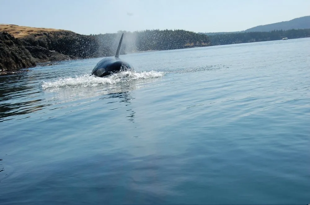 Affordable garden landscaping in Lancaster, CA by Gardening & Maintenance