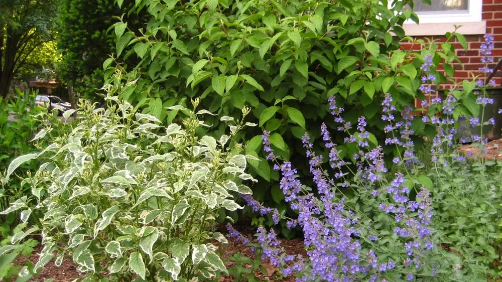 Top-rated garden landscaping in Washington DC, DC by Gardening and Gentle Redesign