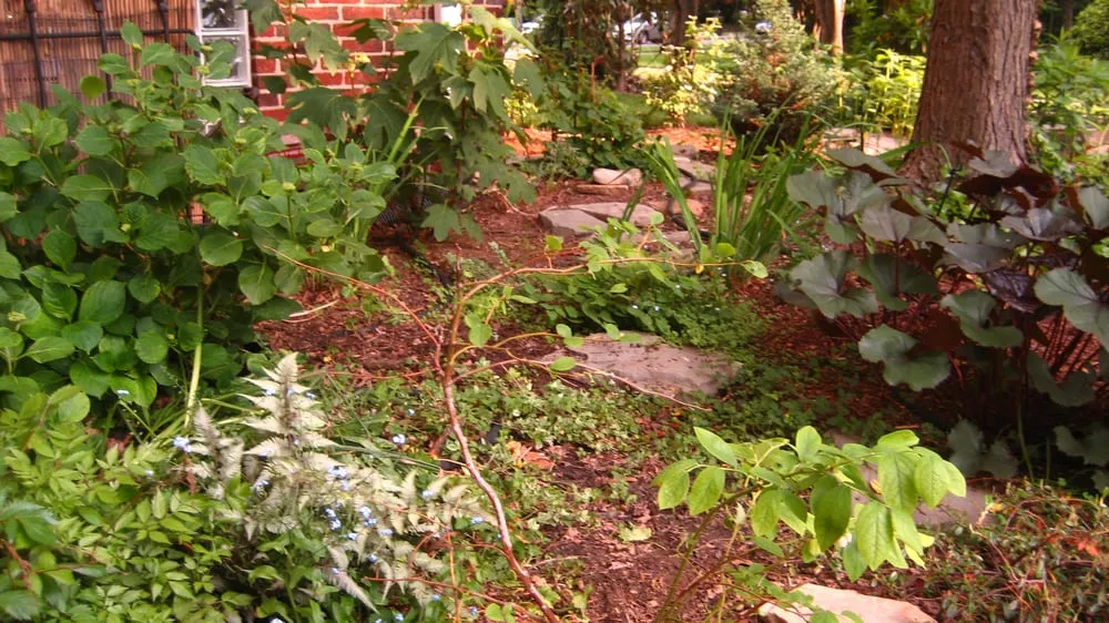 Affordable landscaping services in Washington DC, DC by Gardening and Gentle Redesign