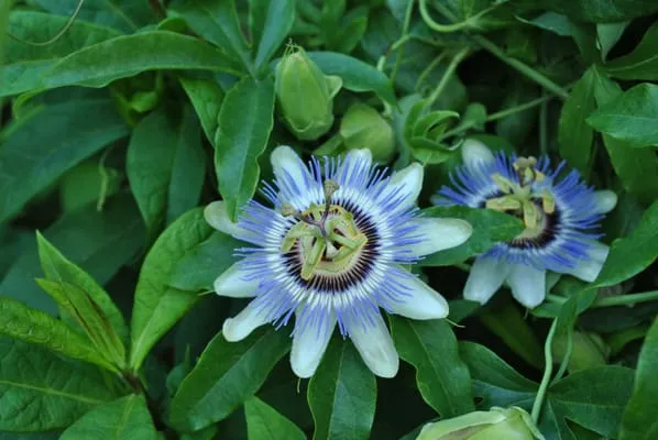 Gardening and Gentle Redesign Logo