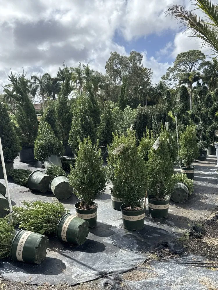 Expert yard cleanup service in Parkland, FL by Gardening Angel Nursery