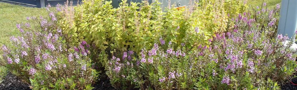 Reliable landscaping services in Savannah, GA - Gardening Angels And House Cleaning