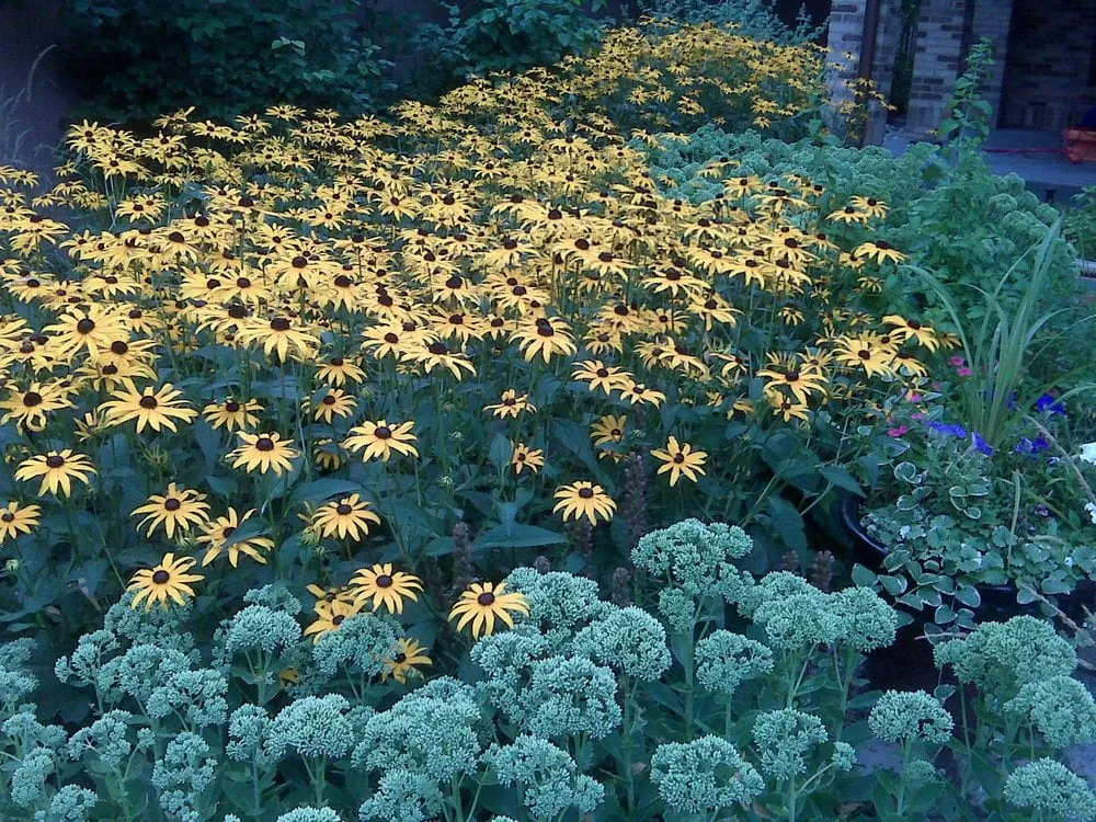 Top-rated yard cleanup service for beautiful yards across Edgewater, CO - Gardening By Tess