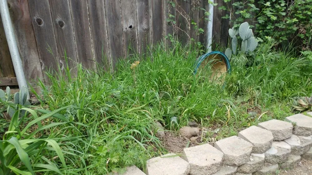 Affordable landscape installation for year-round maintenance in Petaluma, CA by Gardening Gal