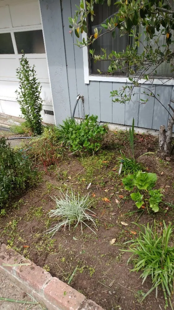 Local garden landscaping with custom design in Petaluma, CA by Gardening Gal