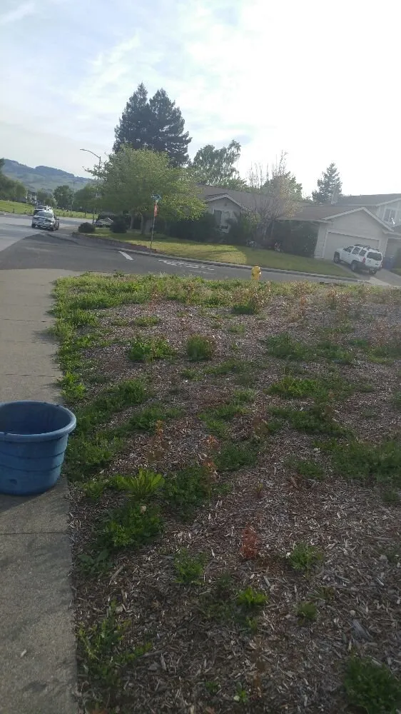 Top-rated landscaping services in Petaluma, CA - Gardening Gal