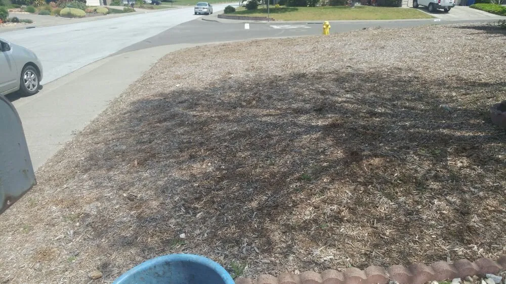 Affordable yard cleanup service for outdoor upgrades in Petaluma, CA by Gardening Gal