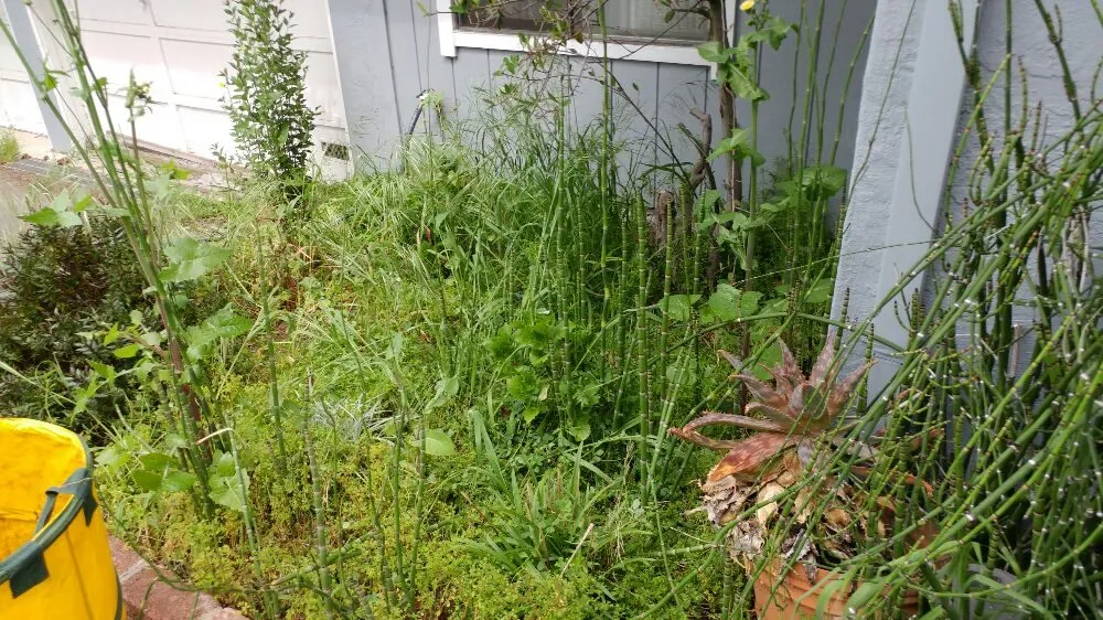 Top-rated yard cleanup service with custom design across Petaluma, CA - Gardening Gal