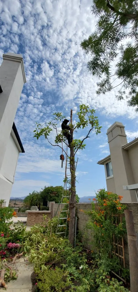 Affordable lawn care service in San Juan Capistrano, CA - Gardening Service & Maintenance