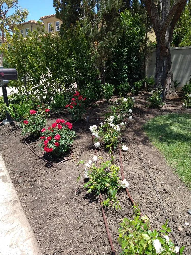 Trusted landscape design in San Juan Capistrano, CA - Gardening Service & Maintenance