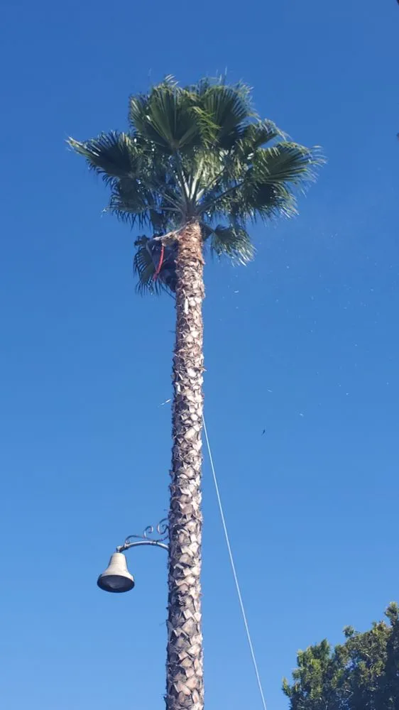 Local lawn care service near you in San Juan Capistrano, CA by Gardening Service & Maintenance