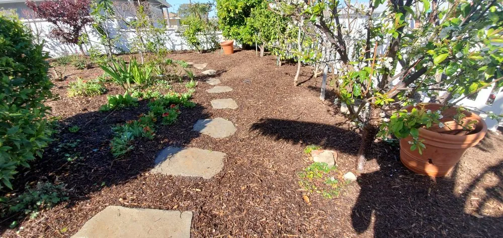 Expert yard maintenance for year-round maintenance in San Juan Capistrano, CA by Gardening Service & Maintenance