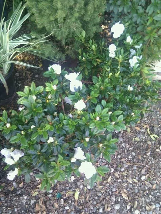 Reliable lawn mowing service for beautiful yards in Los Angeles, CA by Gardening Service