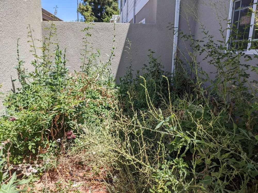 Top-rated outdoor landscaping experts serving Los Angeles, CA - Gardening Service