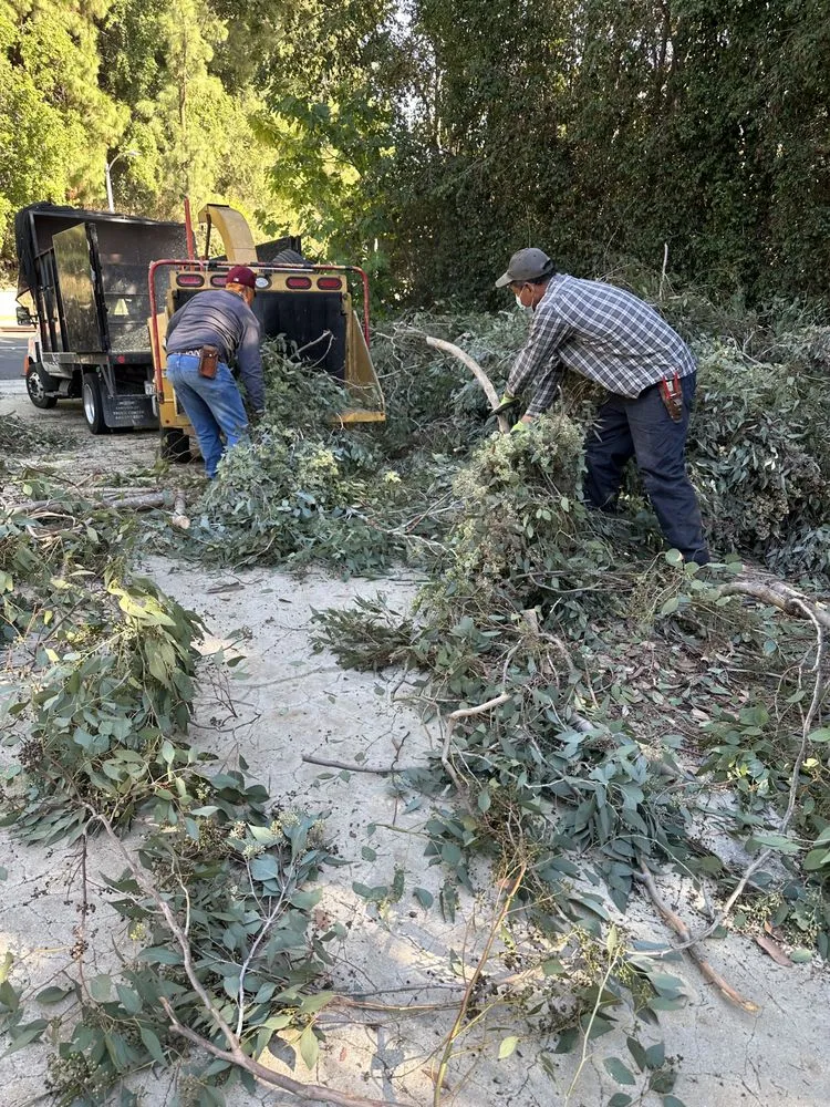 Top-rated landscape installation for year-round maintenance across Los Angeles, CA - Gardening Service